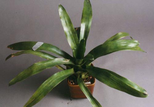 Neoregelia Painted desert