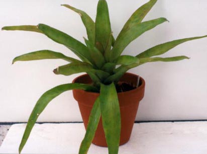 Neoregelia Princeps 