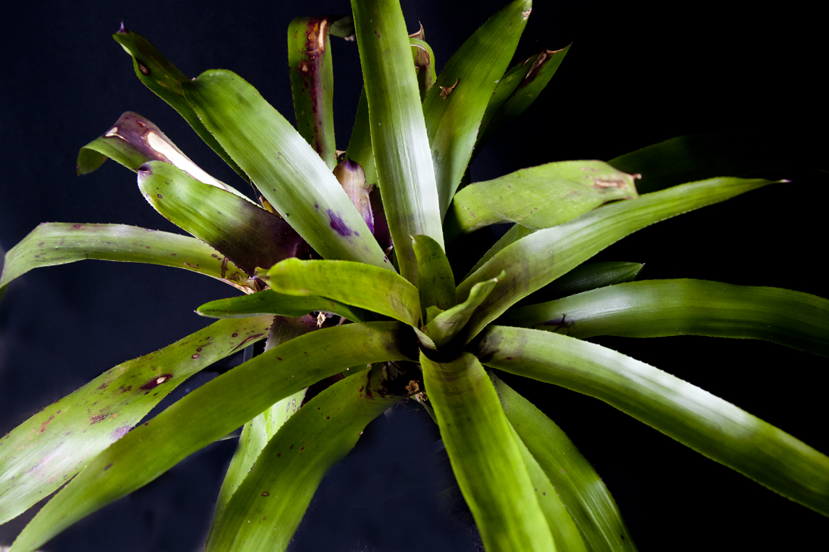 Neoregelia Anna