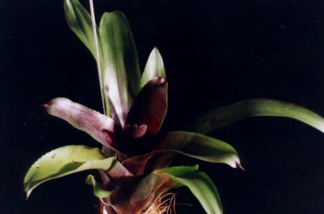 Neoregelia Sheer Joy 