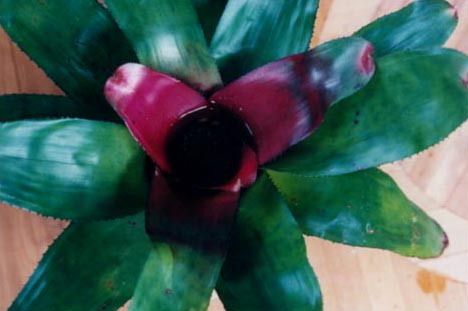 Neoregelia Super Ruby 