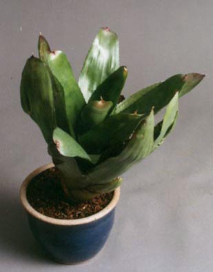 Neoregelia Super Ruby 