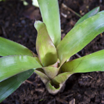 Neoregelia Takemura Princeps X Princeps, Lloyd Godman