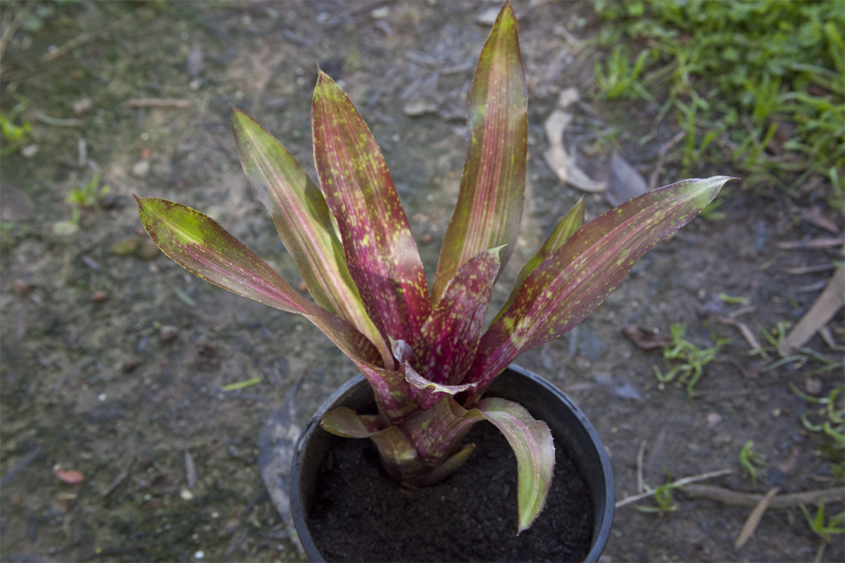 Neoregelia Wally