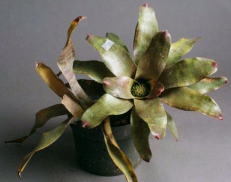 Neoregelia Unidentified No 1