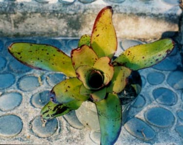 Neoregelia Concentrica Var proserpine