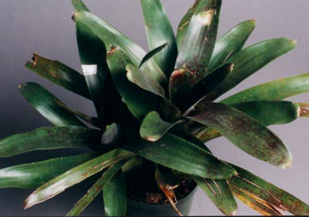 Neoregelia Freckle face 