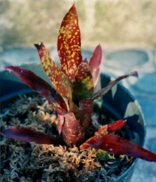 Neoregelia Sarmentosa x chlorosticta 