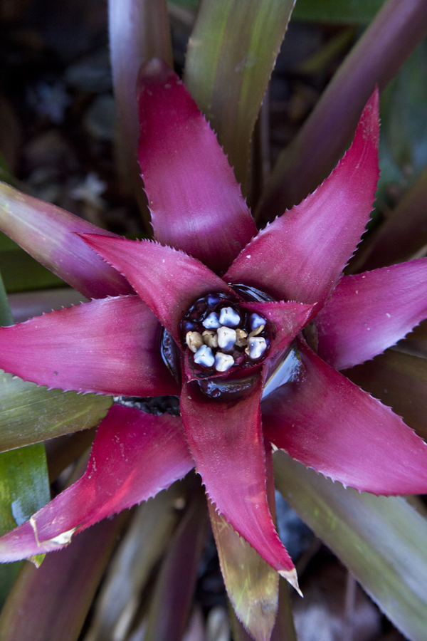 Nidularium procerum ruba, Lloyd Godman