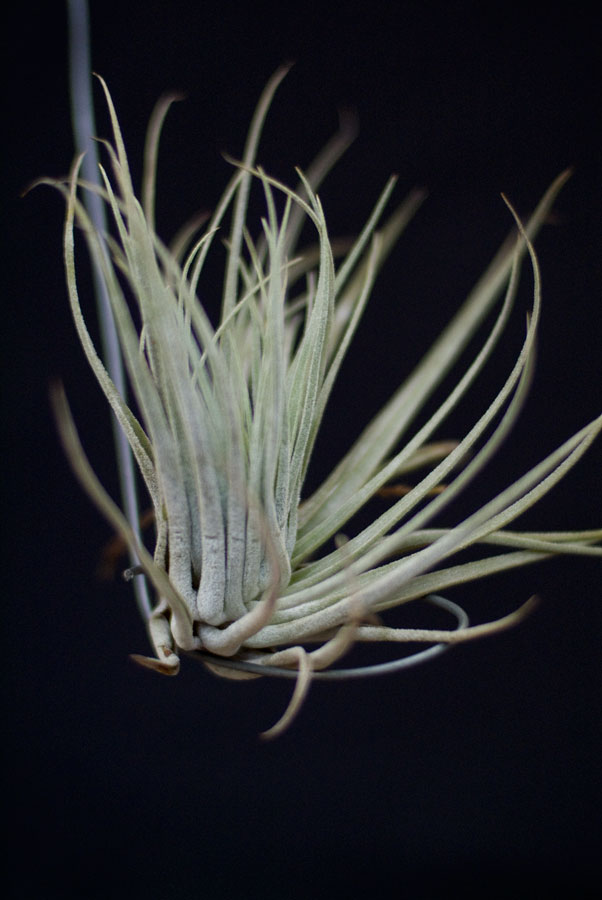 Tillandsia Arujei