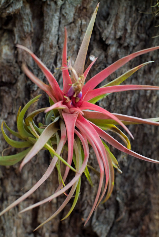 Tillandsuia Brachycaulous Hybrid