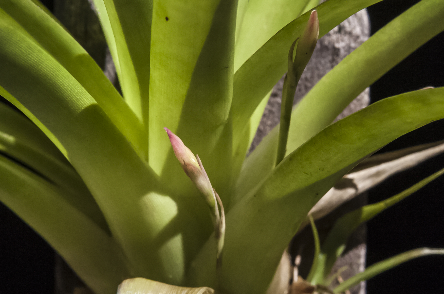 Tillandsia complanta flower spikes