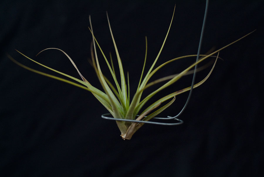 Tillandsia  Concolor, Lloyd Godman