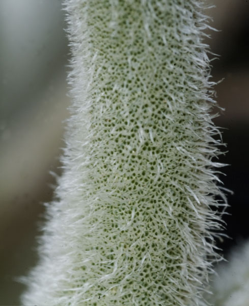 trichmes on the leaf of Tillandsia Crocata