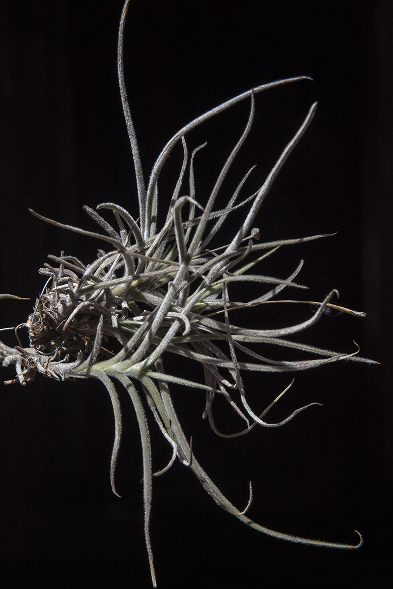 Tillandsia crocata