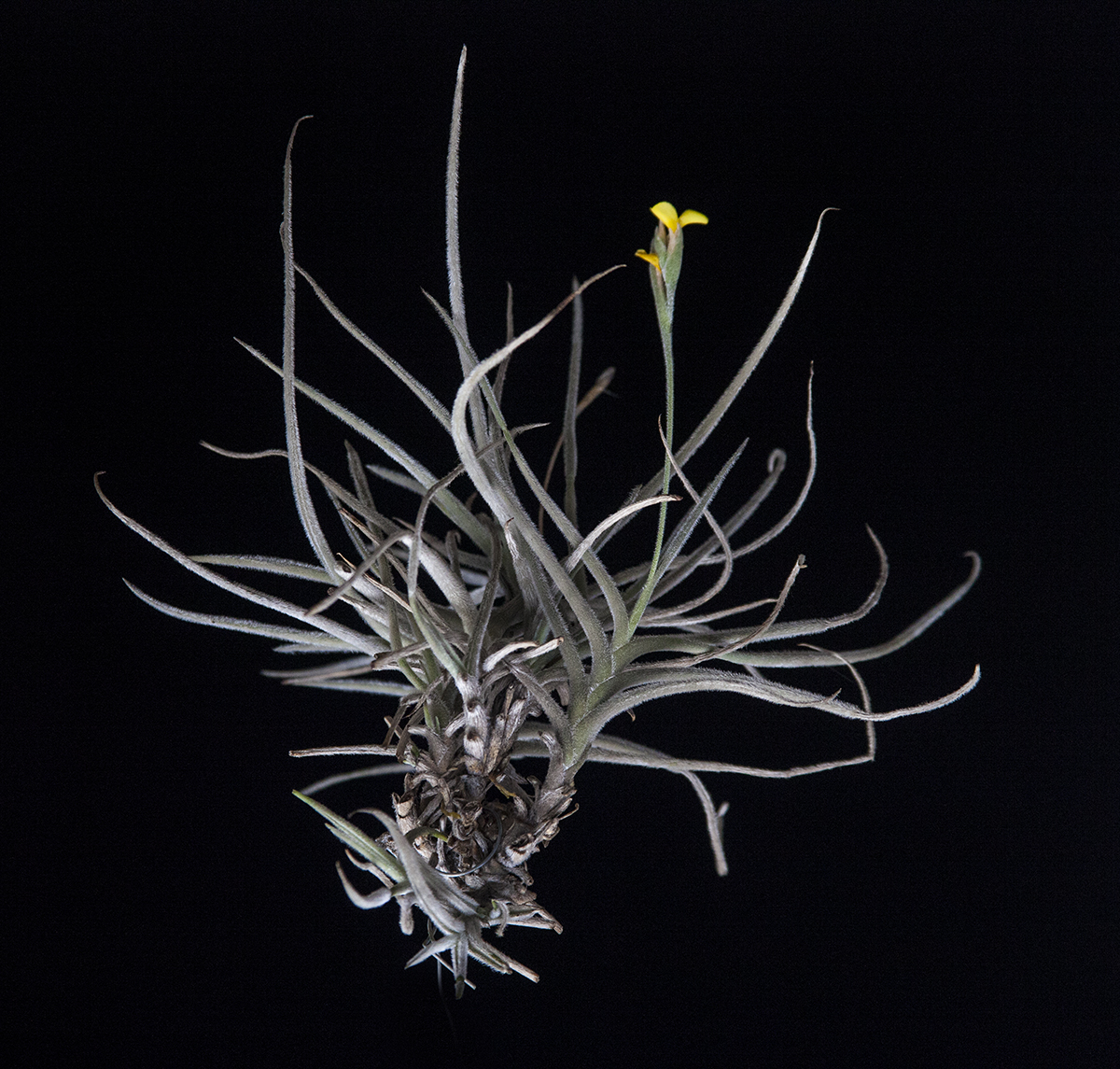 Mature crocata plant forming a clump and in flower 