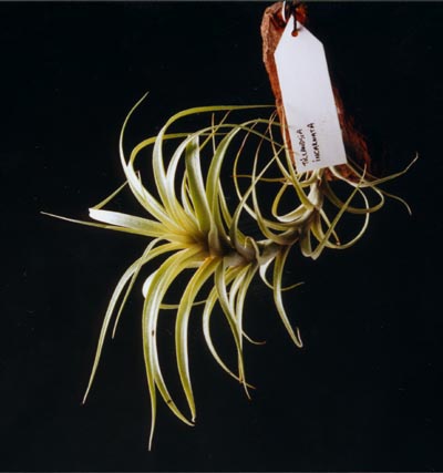 Tillandsia incarnata 