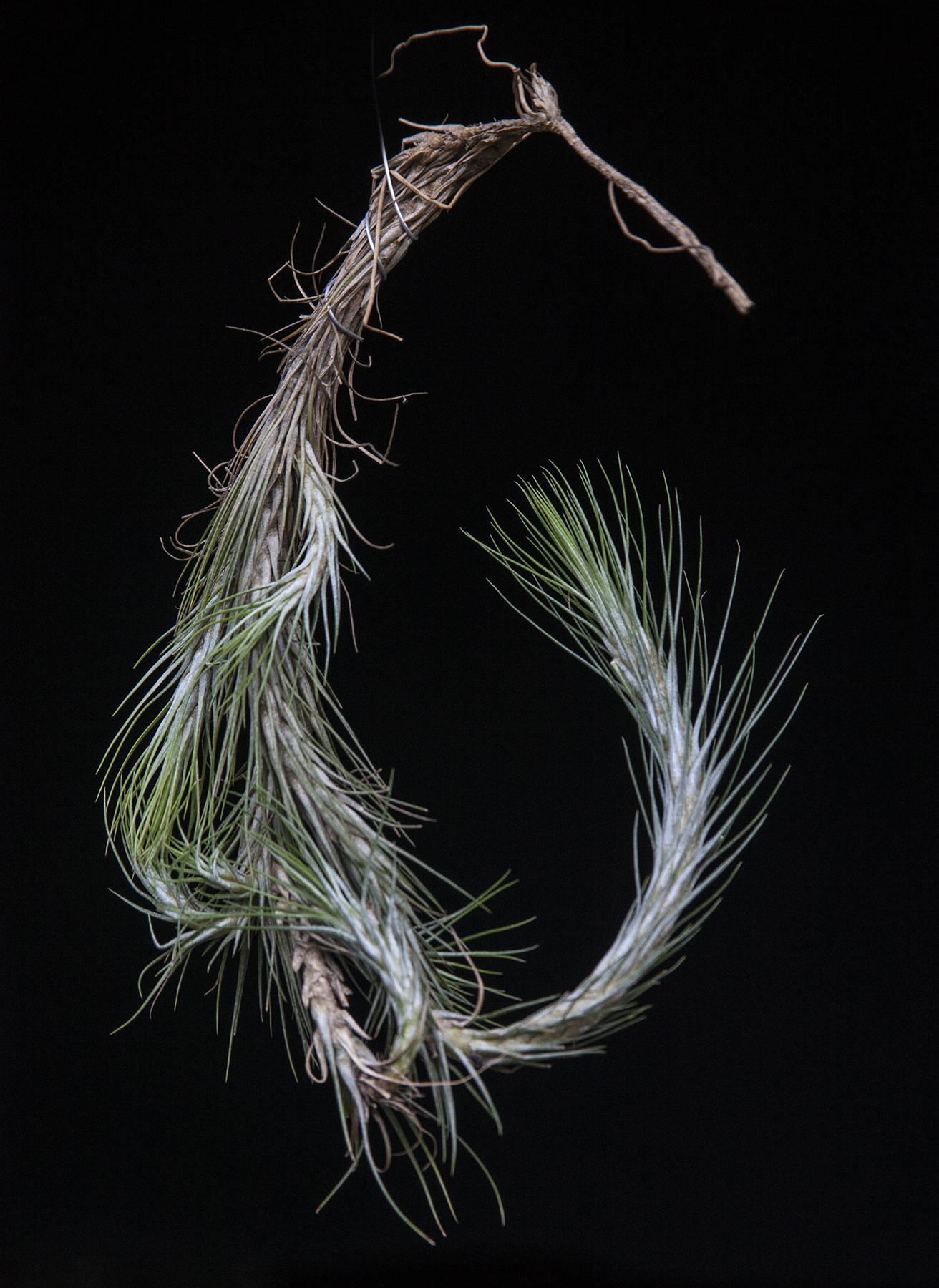 Tillandsia funckiana 