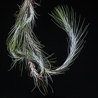 Tillandsia funckiana