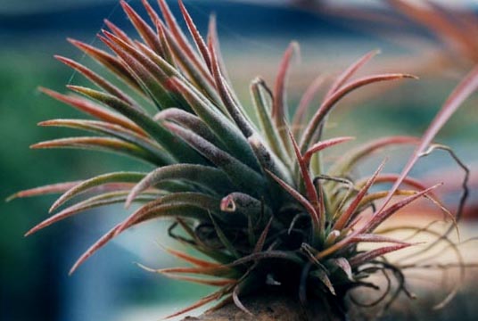 Tillandsia Ionantha 