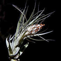 Tillandsia guatemalensis