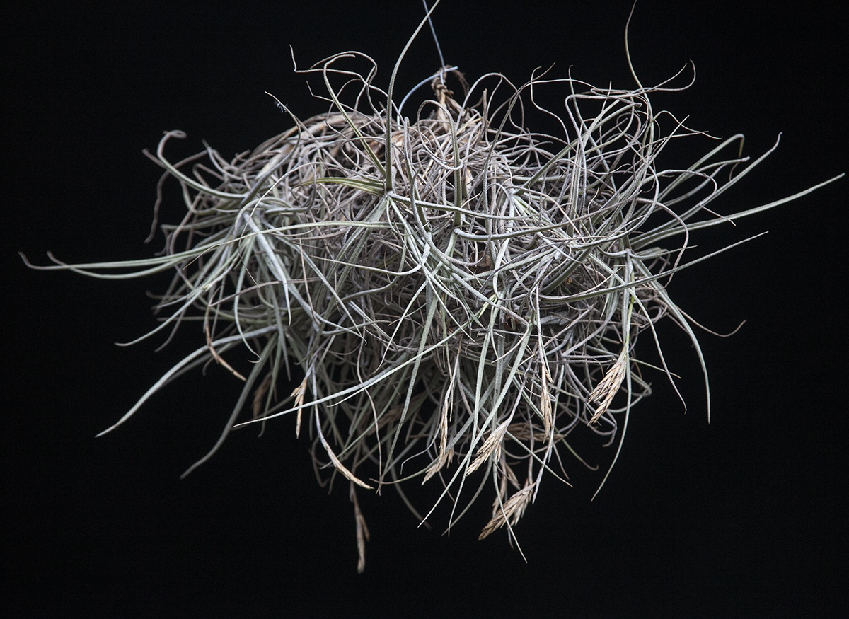 Tillandsia Wonga