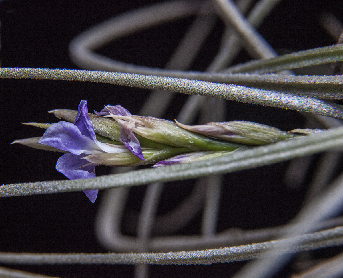 Tillandsia Wonga flower