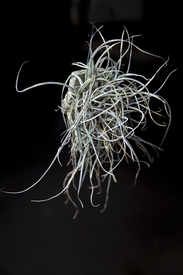 Tillandsia 'Halley's Comet', Lloyd Godman