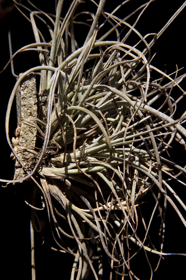 Tillandsia Filifolia