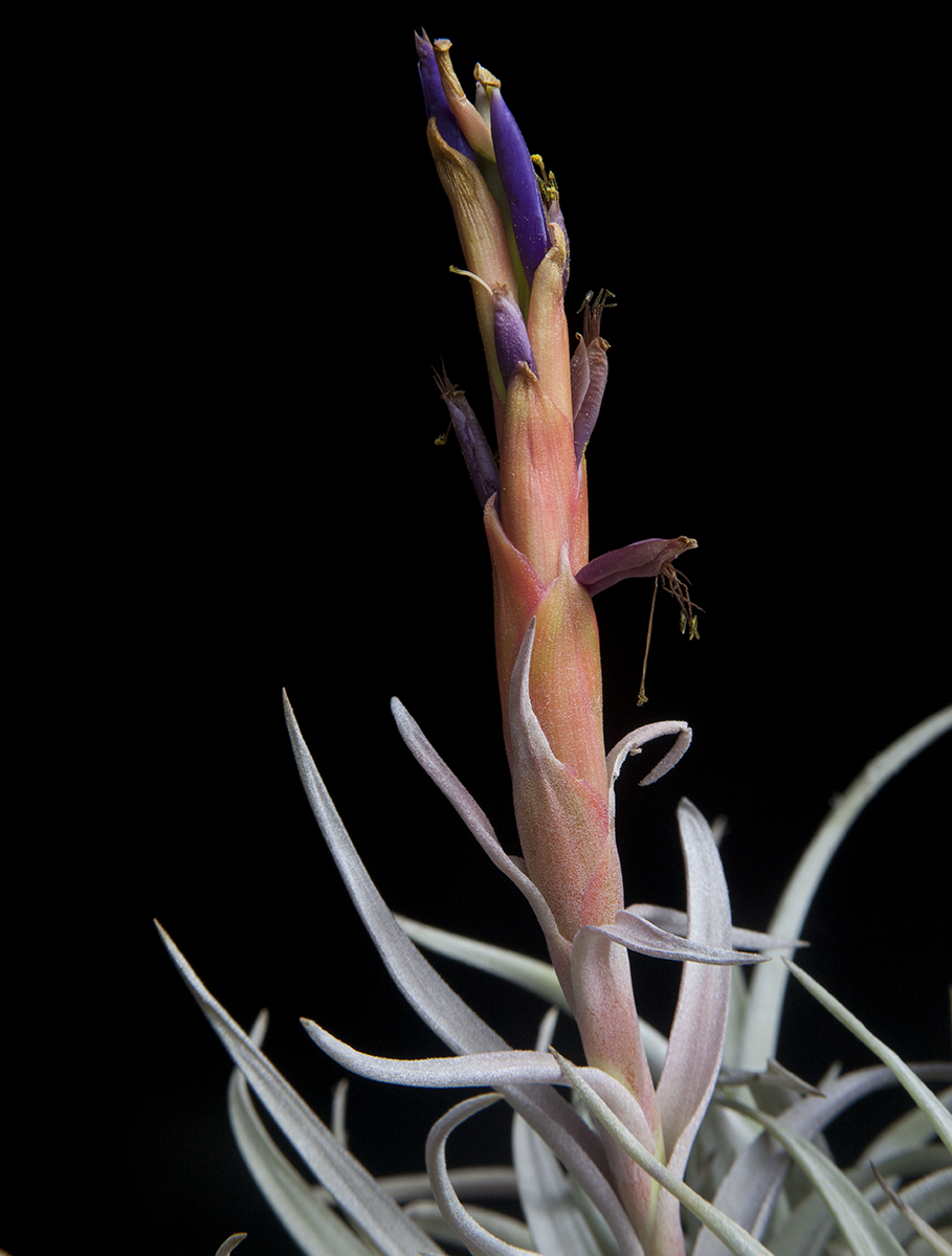  flower detail Tillandsia harrisii large form, photo Lloyd Godman