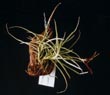 Tillandsia Landbeckii subspecies andiana