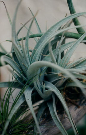 Tillandsia Leonamiana