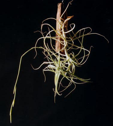 Tillandsia Caerulea 