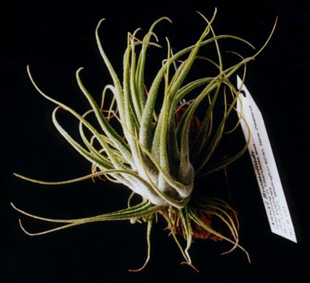 Tillandsia seleriana 