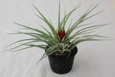 Tillandsia Nious