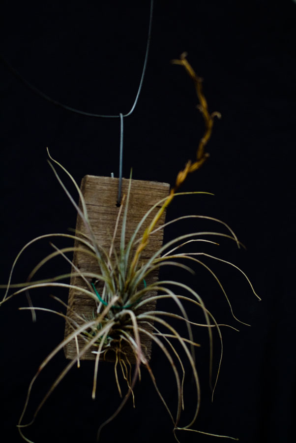 Tillandsia Oticuleta V Pringleyi