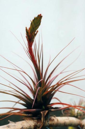 Tillandsia Punctulata 