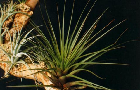 Tillandsia Punctulata 