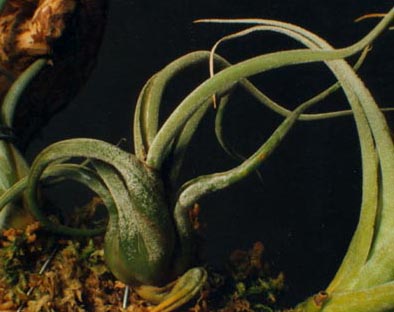 Tillandsia Pruinosa 