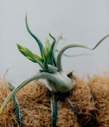 Tillandsia Prinosa 