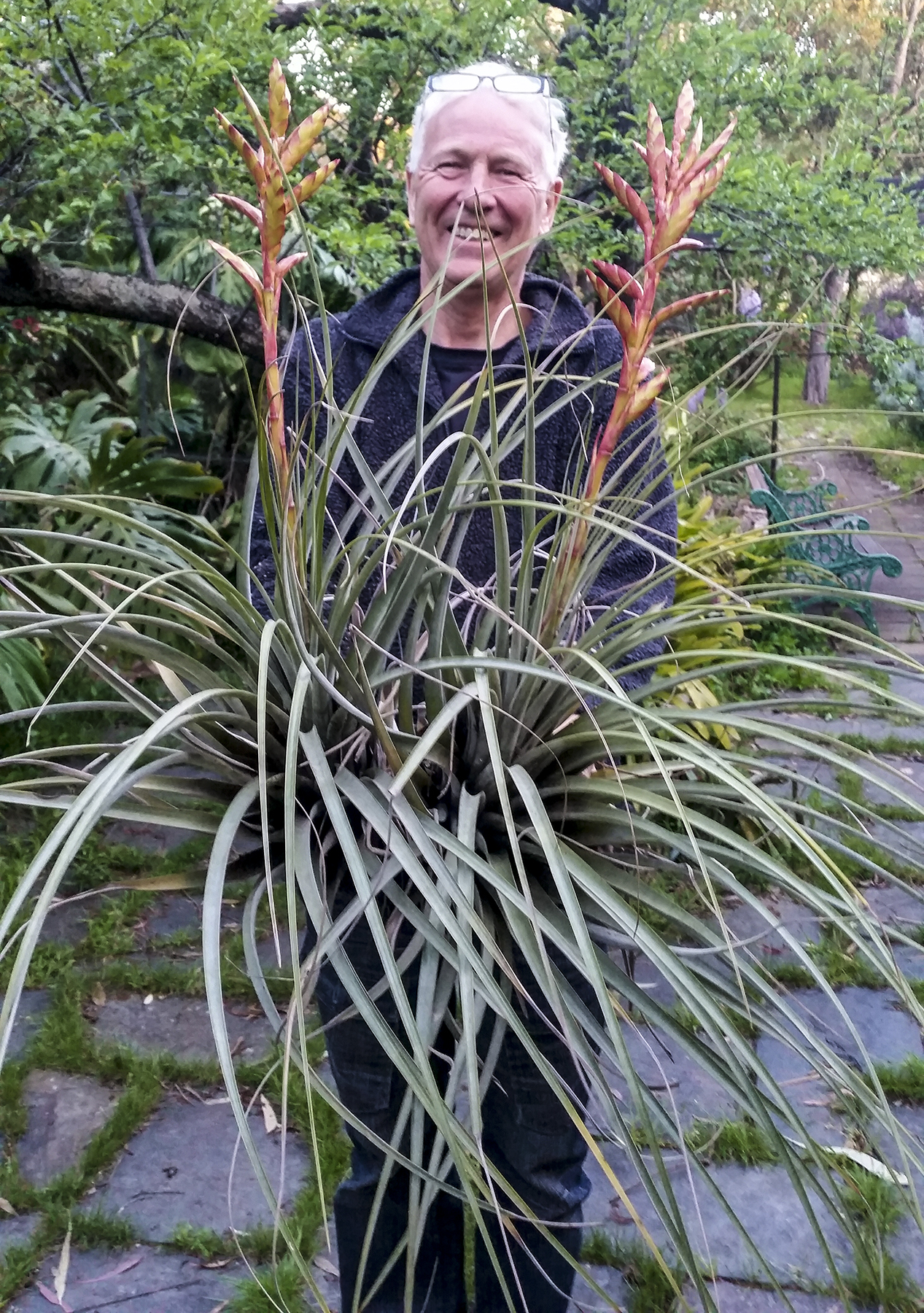 Tillandsia rodrieuziana in flower