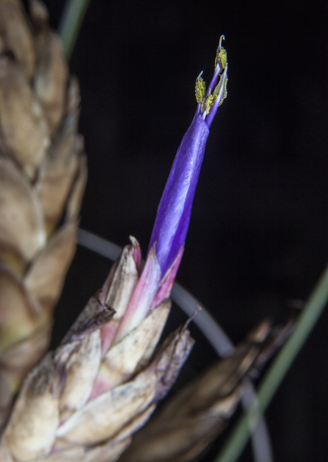 Tillandsia rodrieuziana flower