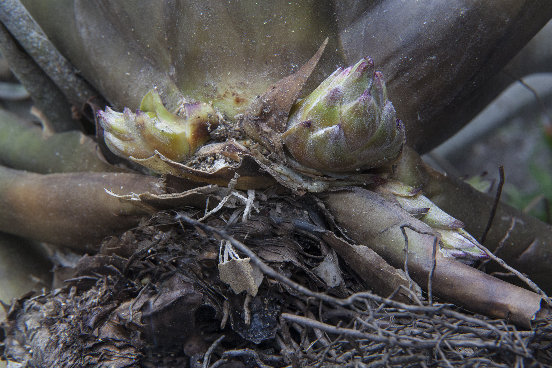 Tillandsia rodrieuziana pups