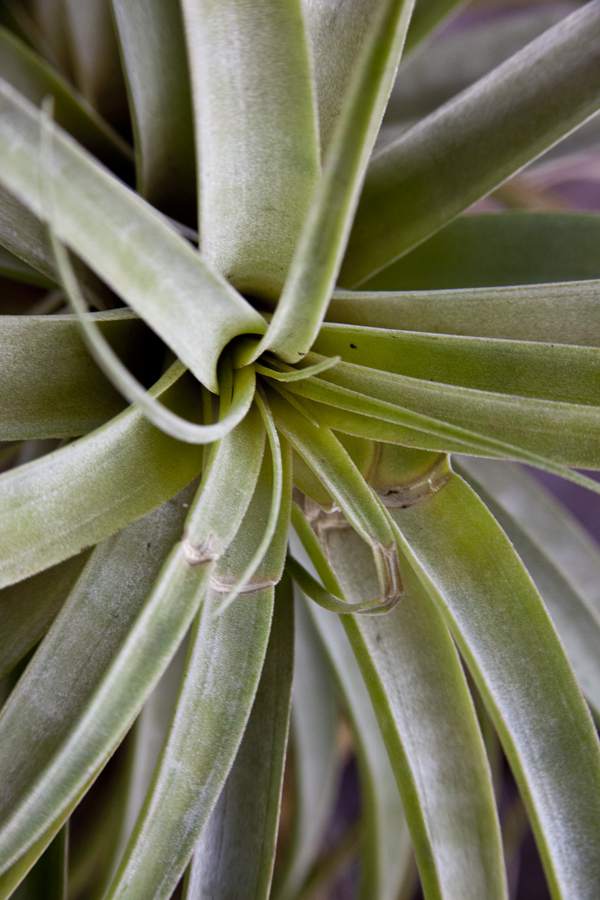 Tillandsia roseiflora, Lloyd Godman