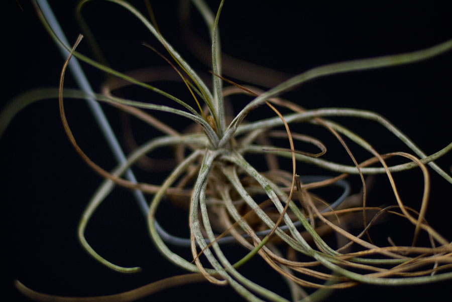 Tillandsia schiedeana