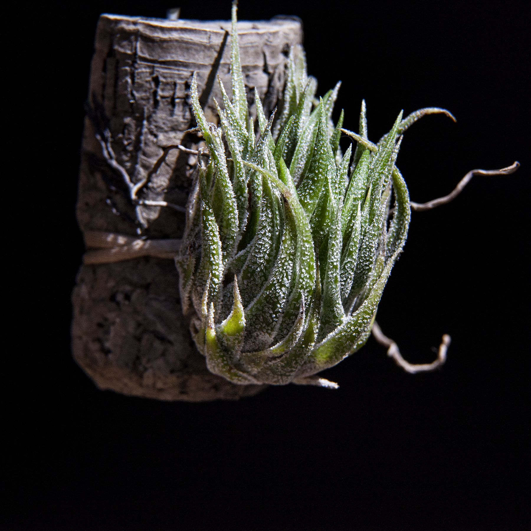 Tillandsia sprengeliana, catalogue of Bromeliad plants