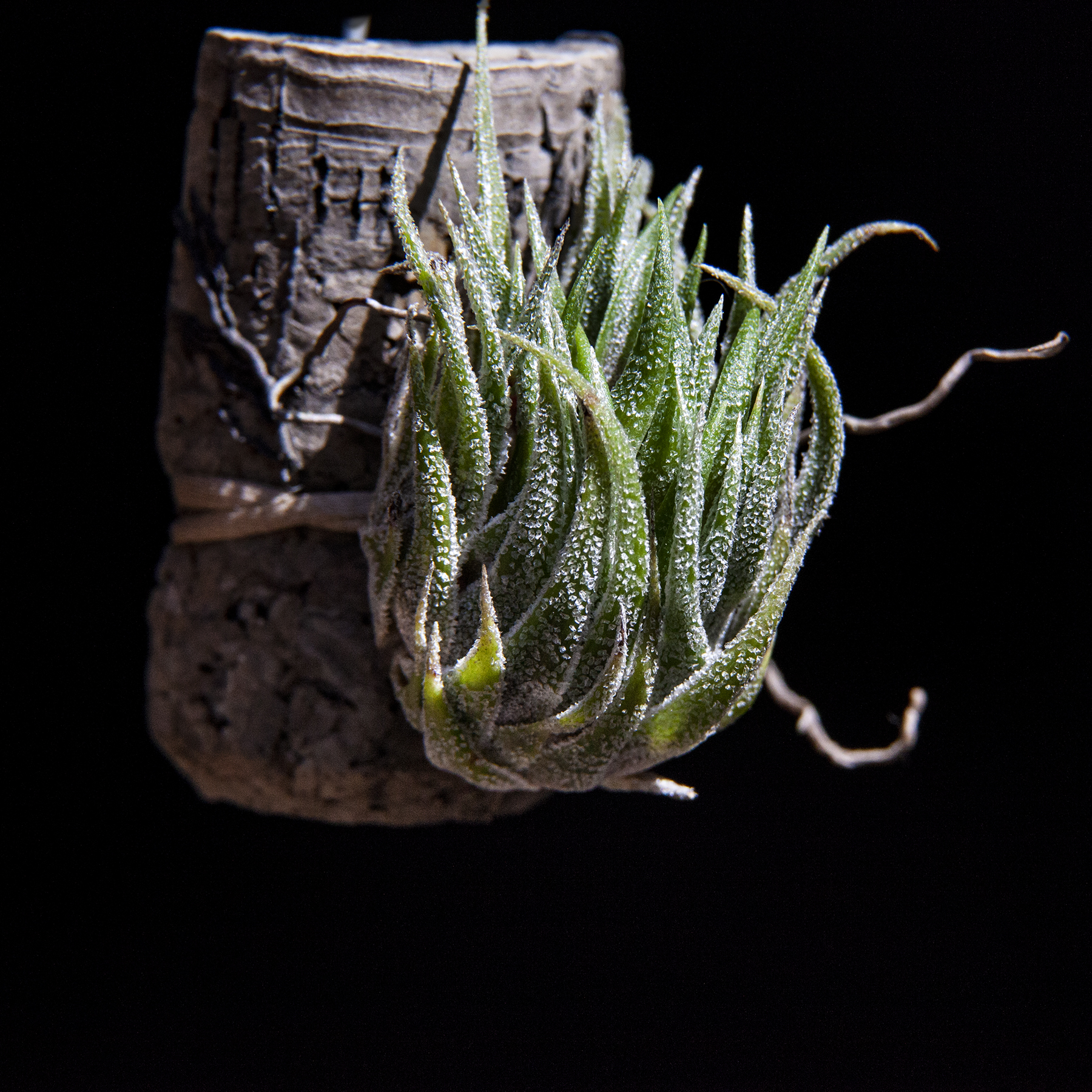 Tillandsia sprengeliana