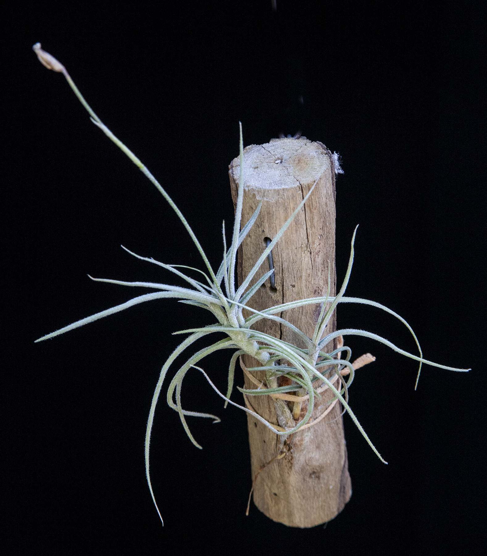 Tillandsia Tawny Yellow - T. crocata X T. mallemontii 