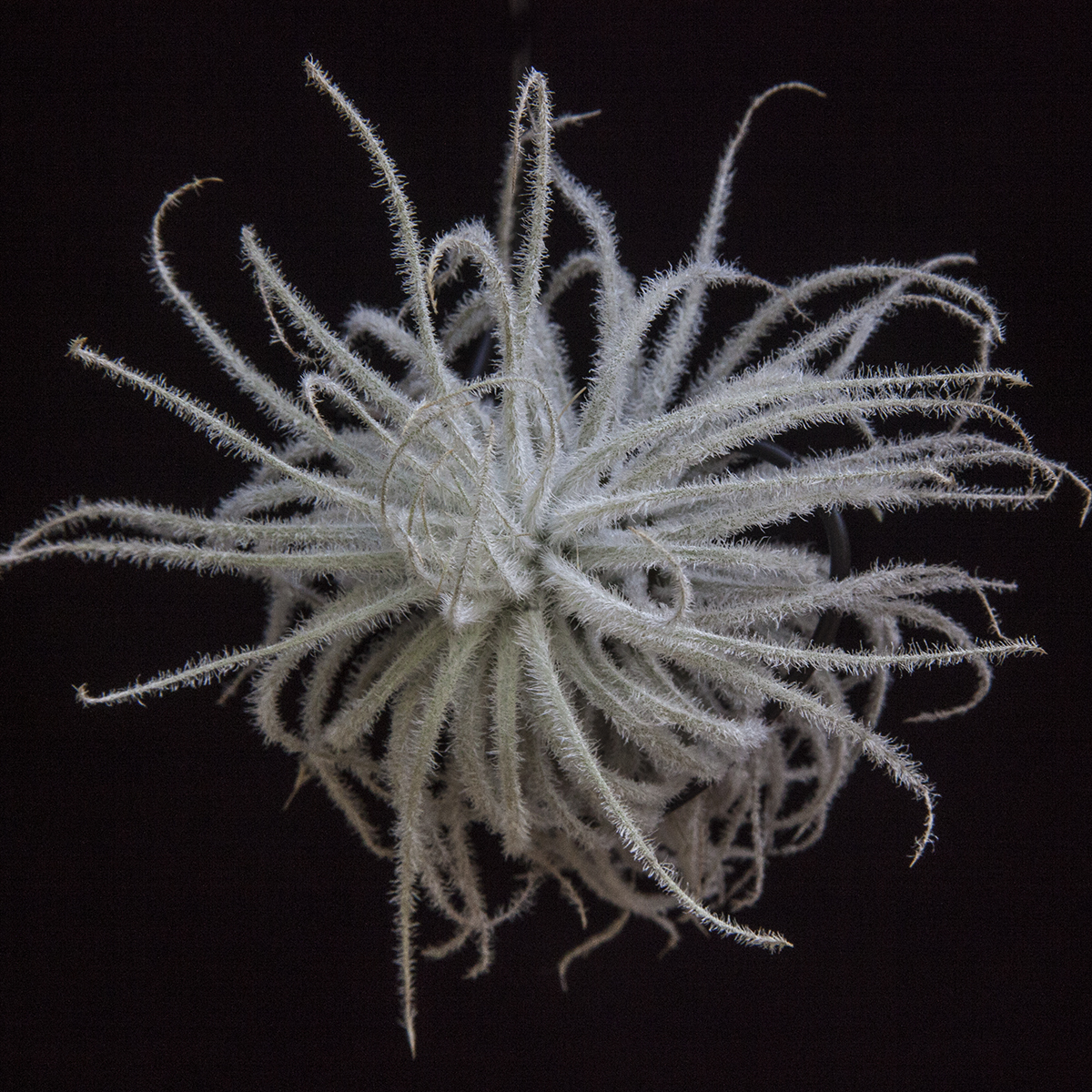 Tillandsia tectorum Ecuador