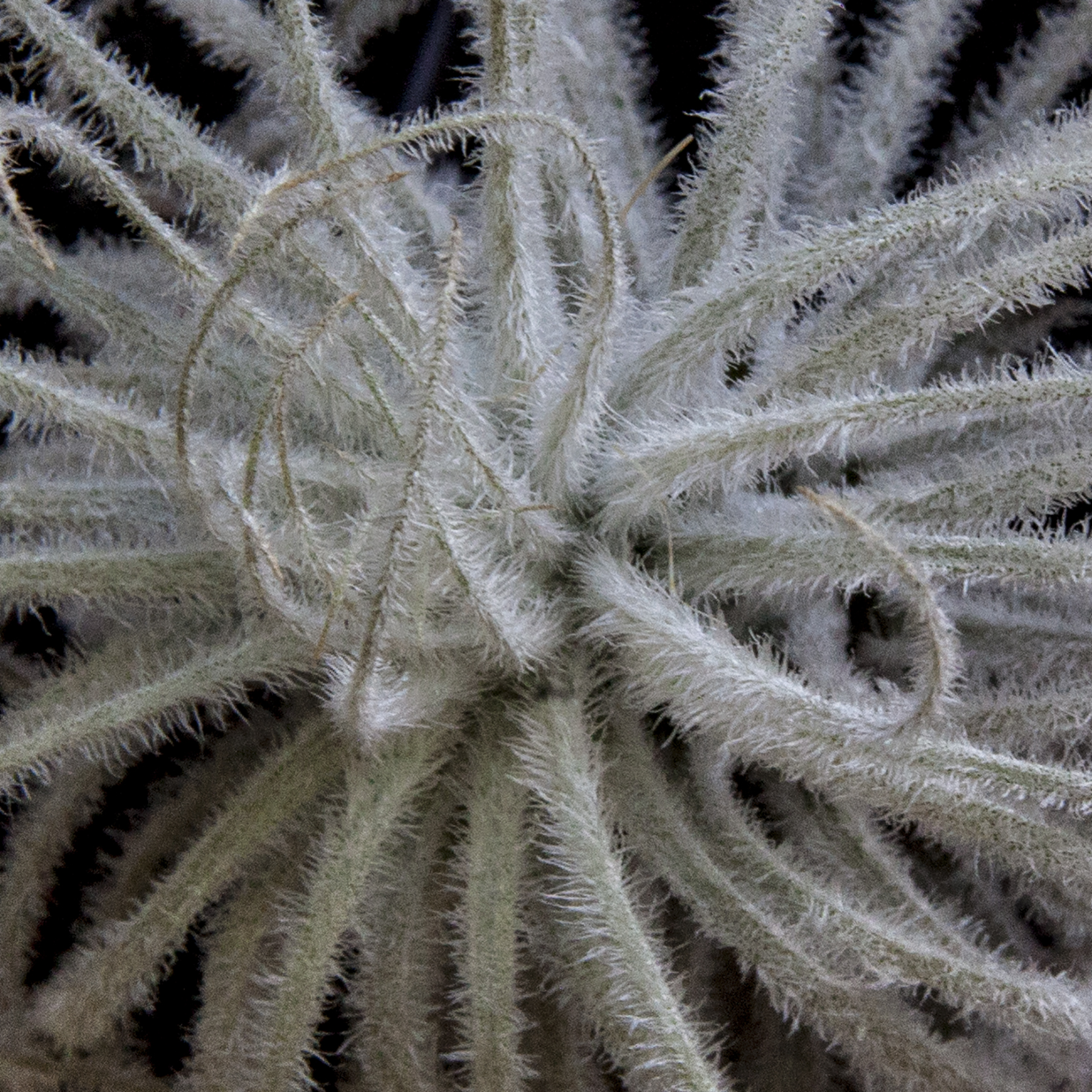 Tillandsia tectorum Ecuador